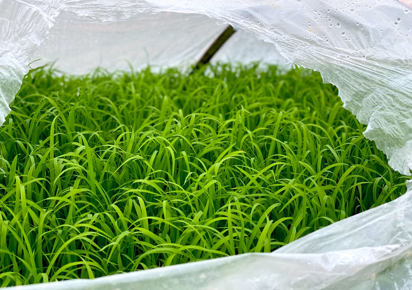 Thông thường mạ (lúa non) được chủ gieo ngay tại ruộng để người thợ có thể tiện lấy. Nếu ở xa, người chủ sẽ nhổ mạ, buộc thành từng bó rồi đưa đến ruộng cho người thợ cấy.