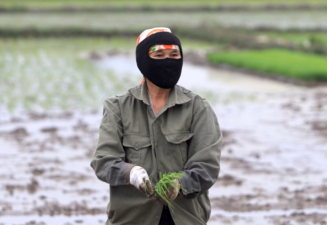 Cấy phải cúi nhiều mệt, thỉnh thoảng người thợ phải đứng thẳng dậy hít thở không khí rồi tiếp tục cấy lúa.