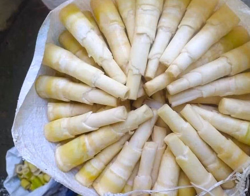 Những gùi măng trắng tinh, sạch đẹp được đưa từ rừng về. Với người dân vùng cao, măng được xem như thứ lộc của rừng. Trước đây, măng giúp người dân nơi đây qua cơn đói. Ngày nay, không những là đồ ăn ngon, măng còn giúp người dân có thêm thu nhập ngoài việc trồng nương rẫy.