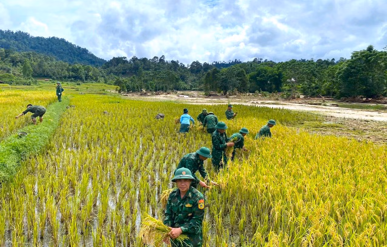 Một số diện tích may mắn không bị lũ cuốn trôi được các cán bộ chiến sĩ Đồn Biên phòng thu hoạch. Một số diện tích may mắn không bị lũ cuốn trôi được các cán bộ chiến sĩ Đồn Biên phòng thu hoạch.