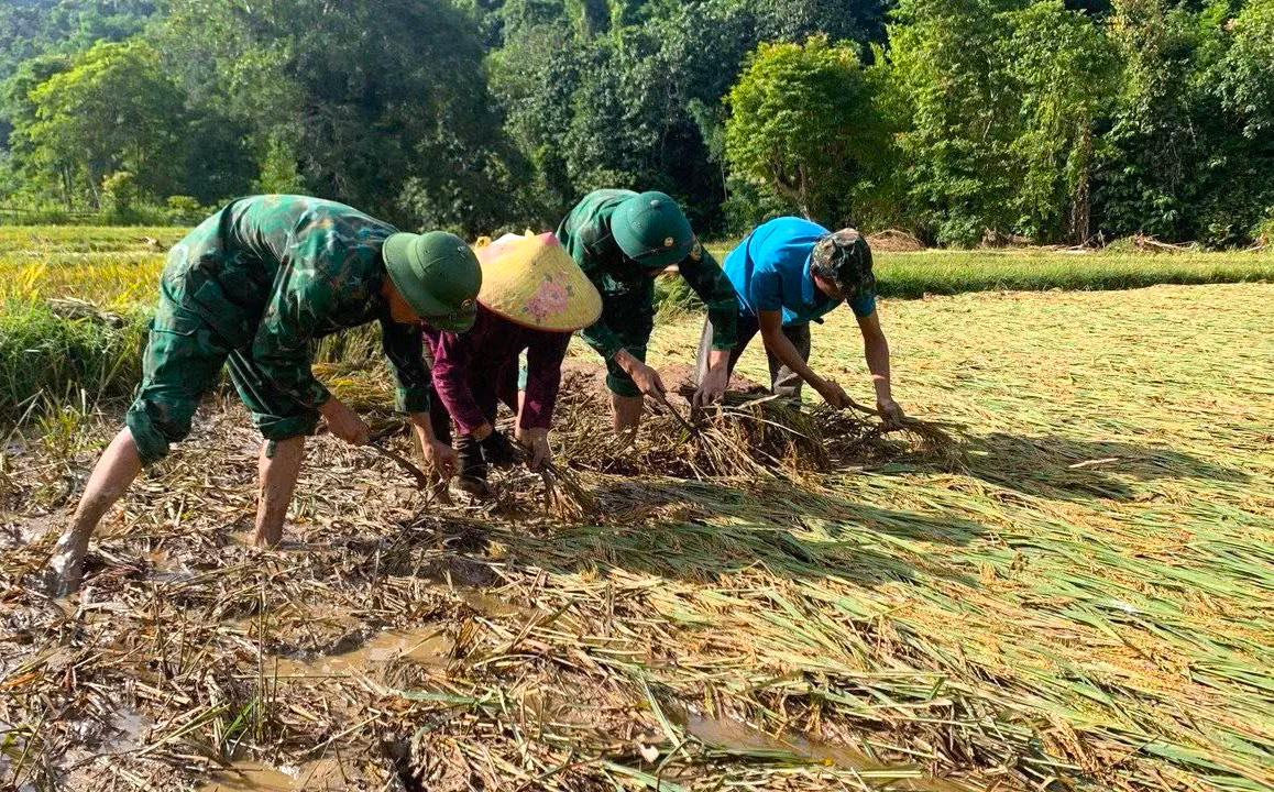 Bên cạnh việc hỗ trợ người dân khắc phục hậu quả về nhà cửa, tài sản, những ngày qua các cán bộ chiến sĩ Đồn Biên phòng Nhôn Mai đã xuống đồng để giúp người dân thu hoạch lúa. Bên cạnh việc hỗ trợ người dân khắc phục hậu quả về nhà cửa, tài sản, những ngày qua các cán bộ chiến sĩ Đồn Biên phòng Nhôn Mai đã xuống đồng để giúp người dân thu hoạch lúa.