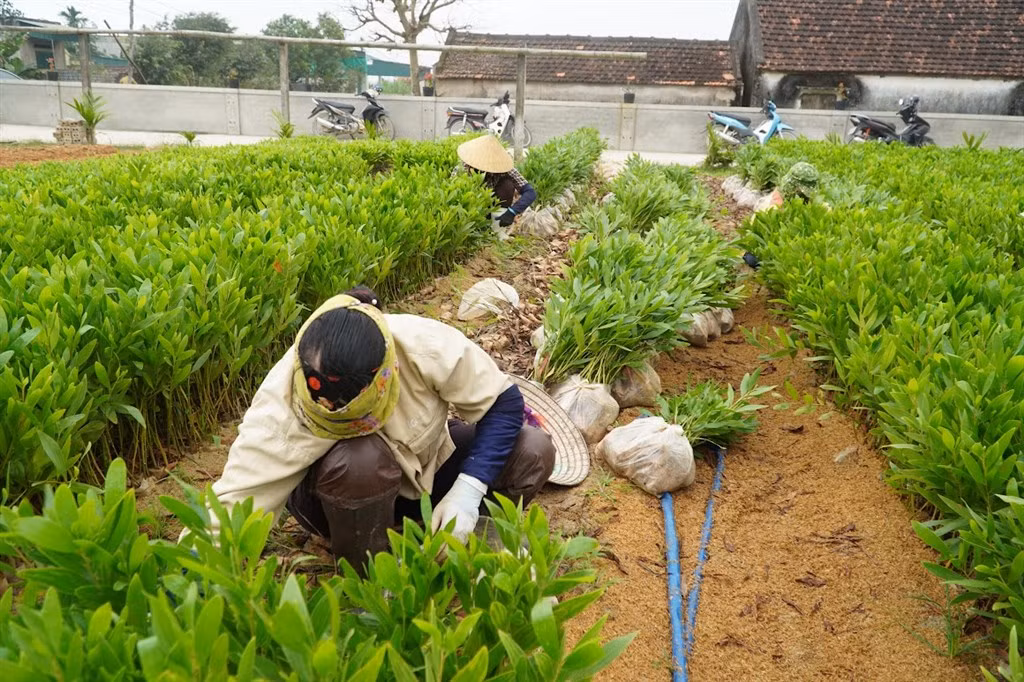 Vườn ươm của ông Lực không chỉ tạo công ăn việc làm cho nhiều lao động mà còn giúp người dân địa phương nhân giống mô hình, cùng nhau vươn lên thoát nghèo, phát triển kinh tế. Vườn ươm của ông Lực không chỉ tạo công ăn việc làm cho nhiều lao động mà còn giúp người dân địa phương nhân giống mô hình, cùng nhau vươn lên thoát nghèo, phát triển kinh tế.