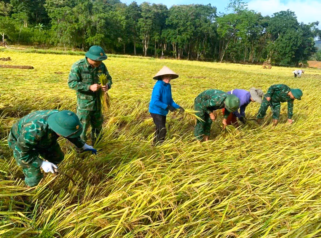 Nhiều diện tích lúa may mắn chỉ bị đổ ngã nên được các cán bộ chiến sĩ biên phòng hỗ trợ thu hoạch và mang về nhà giúp người dân. Nhiều diện tích lúa may mắn chỉ bị đổ ngã nên được các cán bộ chiến sĩ biên phòng hỗ trợ thu hoạch và mang về nhà giúp người dân.
