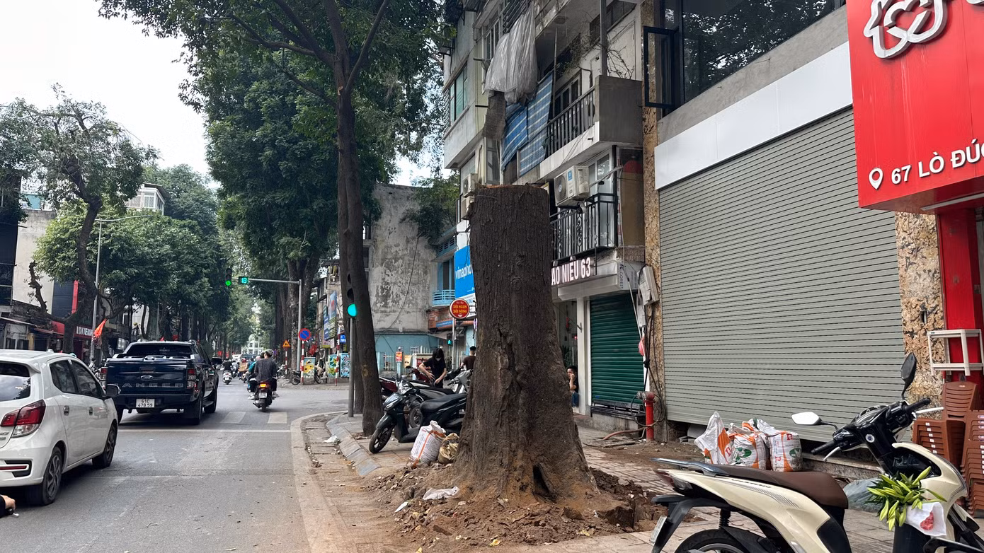 Cây chết khô trước cửa nhà mới xây đang được cơ quan chức năng giám định