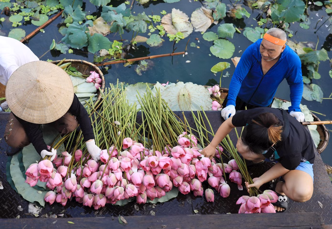 Phân loại sen sau thu hoạch tại khu vực hồ Tây. Ảnh: Quang Thái