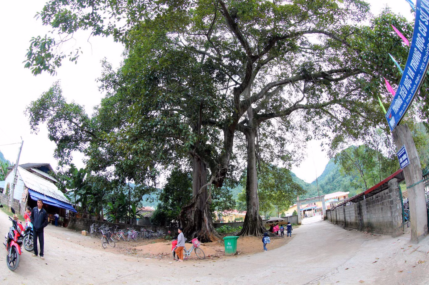 Địa phương hiện lưu giữ được những rừng nghiến, cây cổ thụ hàng trăm năm tuổi -Ảnh: Doãn Tuấn Địa phương hiện lưu giữ được những rừng nghiến, cây cổ thụ hàng trăm năm tuổi -Ảnh: Doãn Tuấn