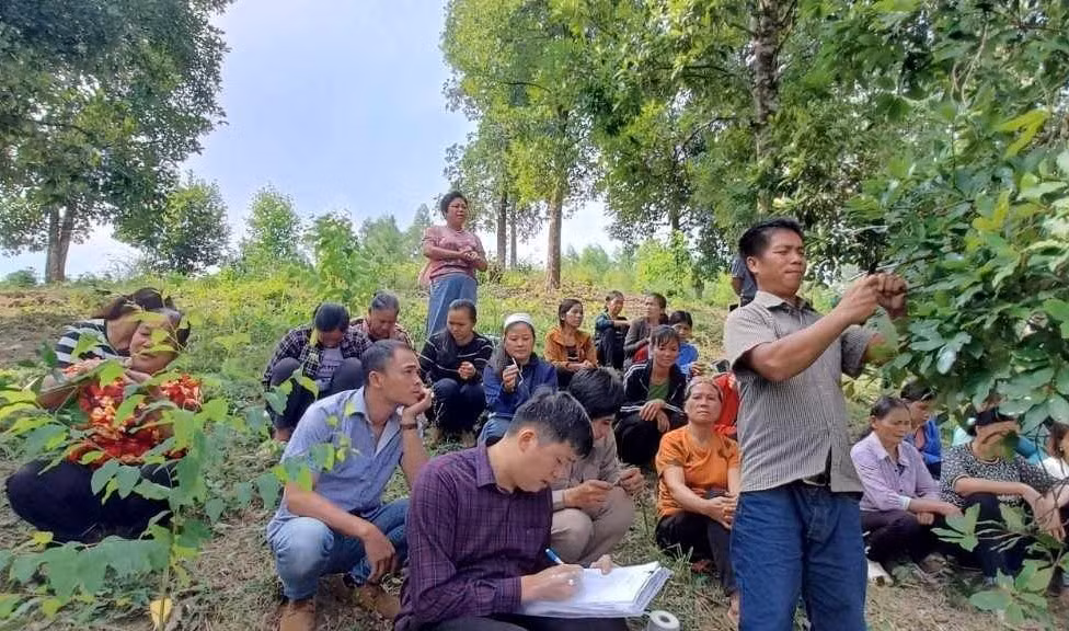 Các chuyên gia hướng dẫn cách trồng, chăm sóc cây hồi, cây đặc sản ở địa phương. Ảnh: Duy Chiến
