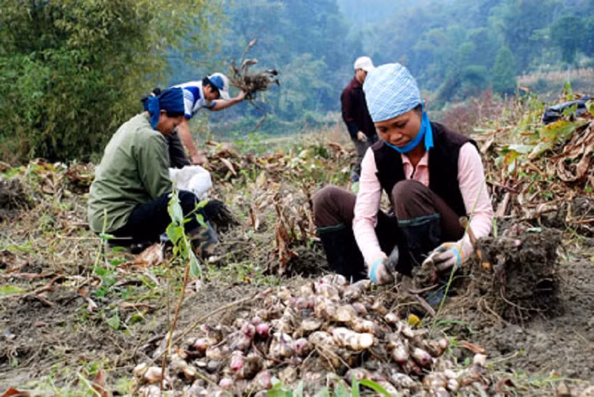 Người dân tộc thiểu số ở Lạng Sơn đẩy mạnh sản xuất những sản vật sẵn có ở địa phương