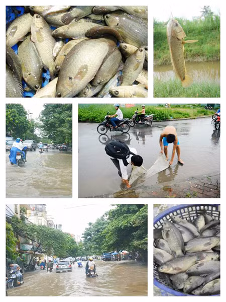 Không chỉ nhặt được biển số, nhiều người còn bắt được cá ở con kênh phía dưới tòa nhà Keangnam. Ảnh: CTV Huy Trung