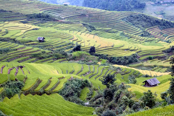 Vào mùa Hạ, đó là những bức thảm mơn mởn màu xanh lúa non và đến mùa Thu lại trở thành những làn sóng lúa chín vàng rực rỡ.