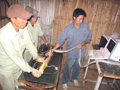 Siêu âm tìm cá tầm cái cho trứng