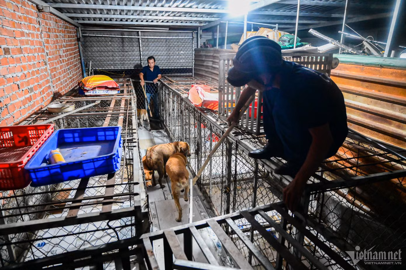 Chó bị bắt được mang về địa điểm tạm giữ ở Ban chỉ huy quân sự phường Hiệp Bình Chánh và được chăm sóc đầy đủ. Sau 48 giờ, nếu không có người đến nhận, chó sẽ được giao cho trường trung cấp nông nghiệp, đơn vị thú y để nghiên cứu khoa học hoặc xử lý theo quy định.