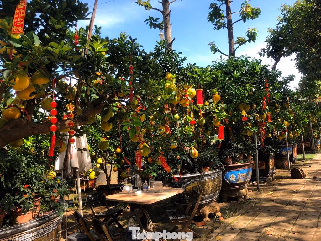 Vài ngày gần đây, trên đường Mai Chí Thọ (TP Thủ Đức), những chậu bưởi Diễn vàng ươm được chở từ các tỉnh phía Bắc về TPHCM phục vụ người dân chơi Tết.
