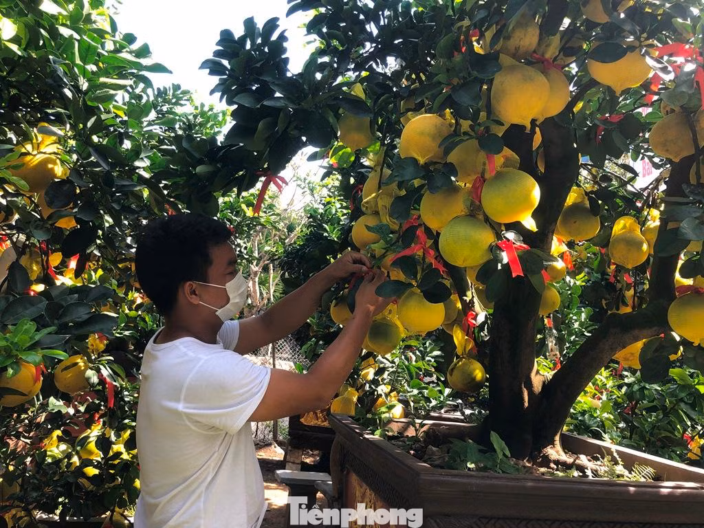 Anh Phương, chủ vườn kiểng Hoàng Phương cho biết: "Dù bưởi mới về được ít ngày nhưng đã có khá nhiều khách đến xem cây, đặt hàng và gửi nhà vườn chăm sóc, gần Tết mới chở về nhà chơi Xuân".