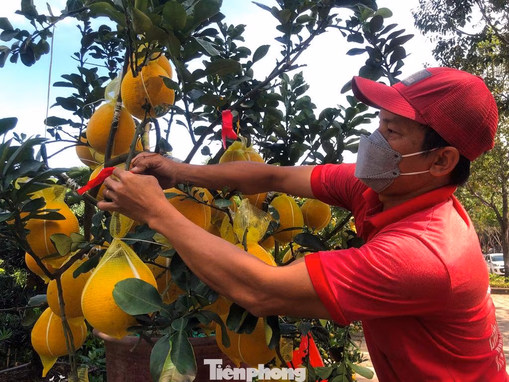 Trang trí, cắt tỉa cành bưởi trước thêm đẹp mắt