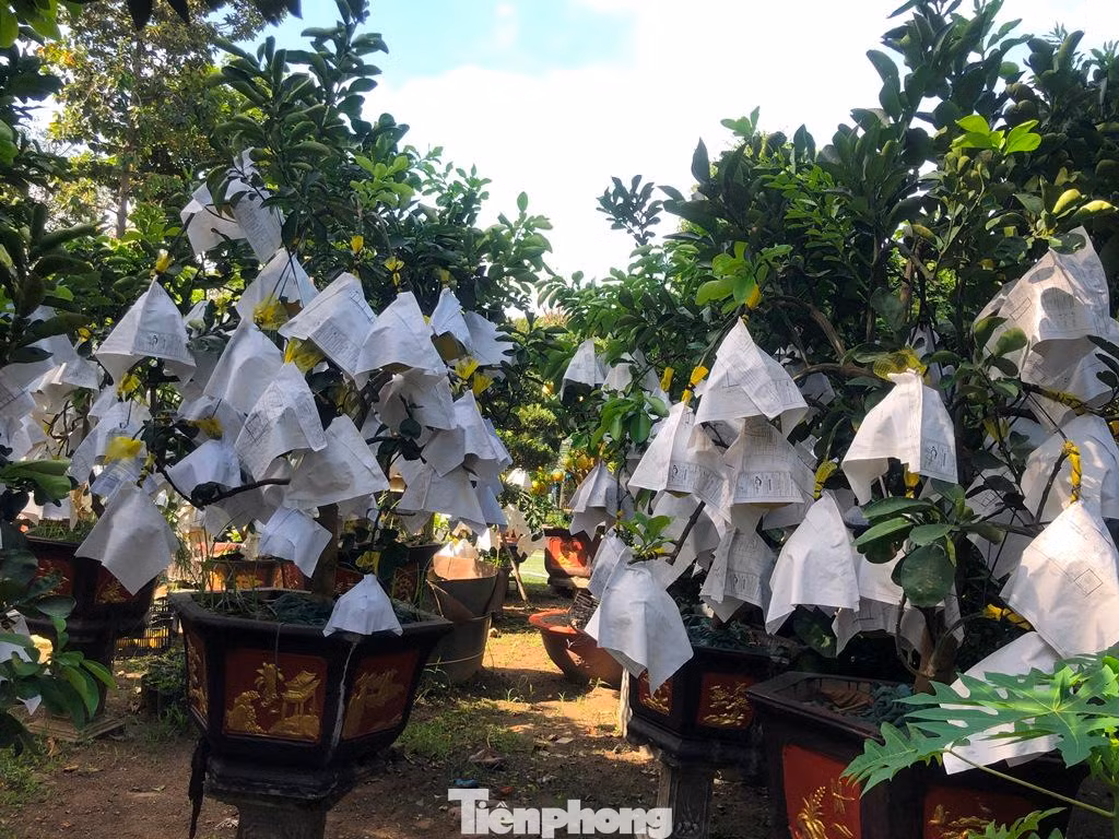 Để bảo vệ trái, nhà vườn giăng lưới, che bạt để trái bưởi tránh mưa nắng.