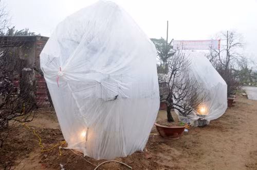 Nhiều hộ trồng đào phải phủ kín ni-lông, thắp điện sưởi ấm cho đào Tết. Ảnh: Tuấn Nguyễn