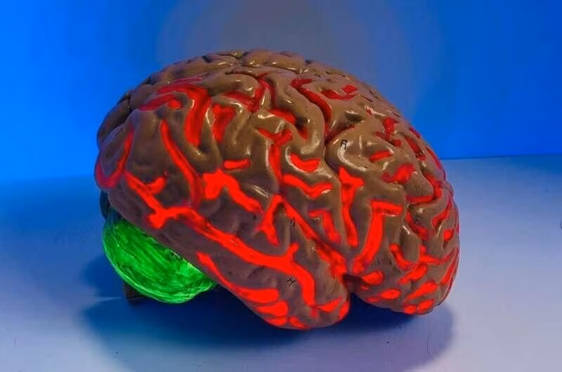 Mô phỏng não bộ Mô phỏng não bộ