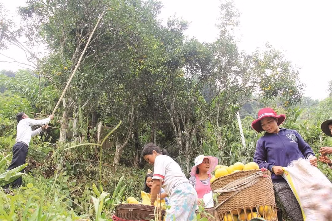 Những đôi tay thoăn thoắt hái, những chiếc gùi chất đầy "trái vàng" sau lưng, người dân Cơ Tu nở nụ cười tươi trước một mùa cam bội thu.