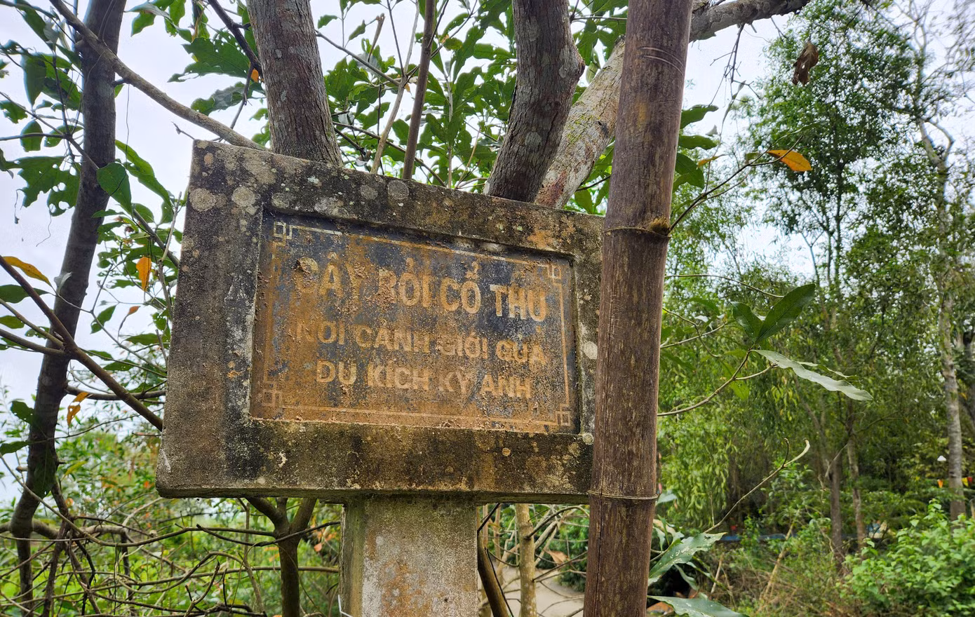 Hình ảnh cây rỏi mật vừa được công nhận là cây di sản. Hình ảnh cây rỏi mật vừa được công nhận là cây di sản.