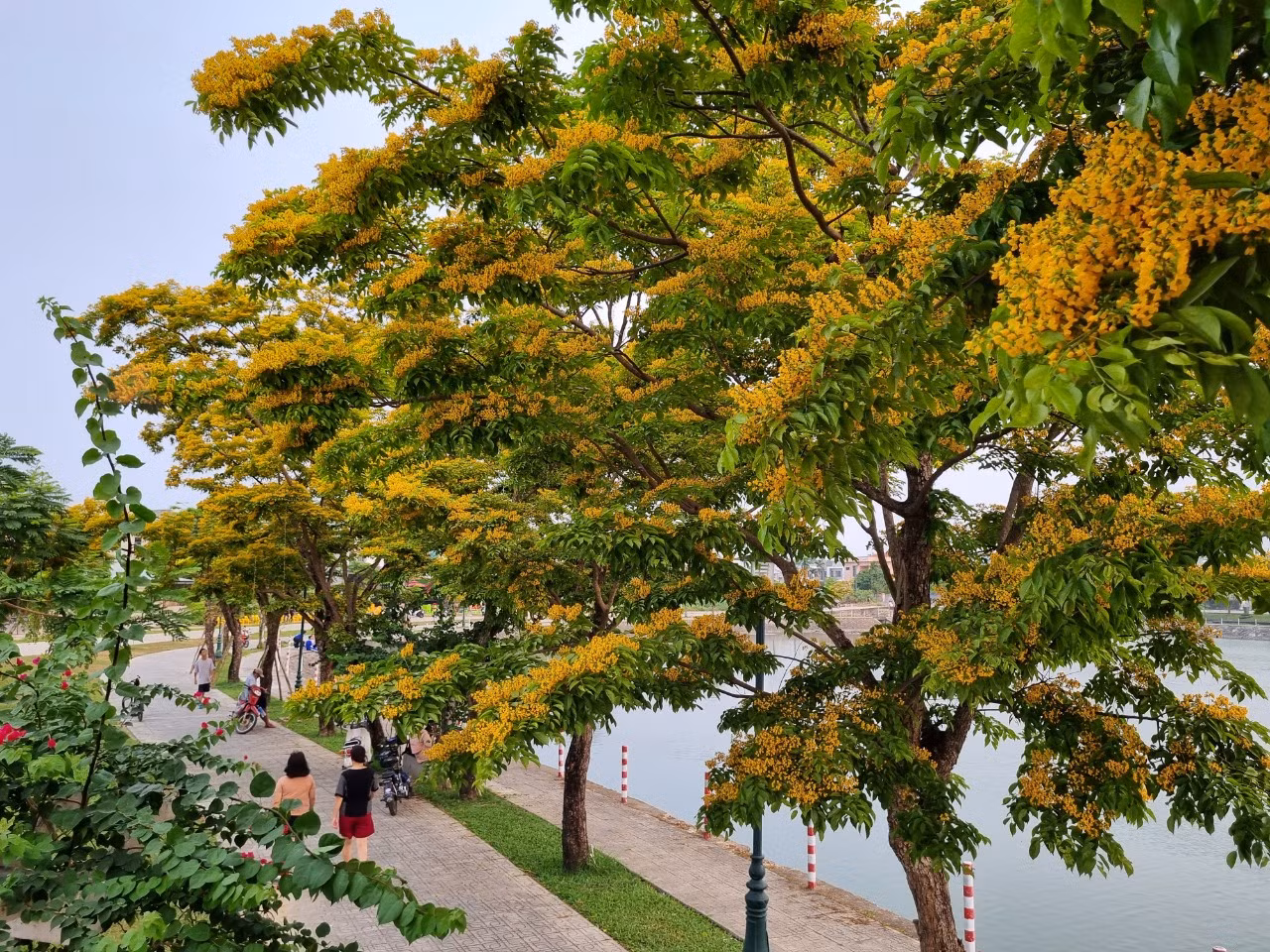 Từ giá trị của loại cây bản địa này nên đến nay thành phố Tam Kỳ đã trồng trên các tuyến, các không gian công cộng với khoảng gần 2.000 cây, tháng 4 hằng năm tổ chức thường niên Lễ hội “Tam Kỳ - Mùa hoa sưa”. Từ giá trị của loại cây bản địa này nên đến nay thành phố Tam Kỳ đã trồng trên các tuyến, các không gian công cộng với khoảng gần 2.000 cây, tháng 4 hằng năm tổ chức thường niên Lễ hội “Tam Kỳ - Mùa hoa sưa”.