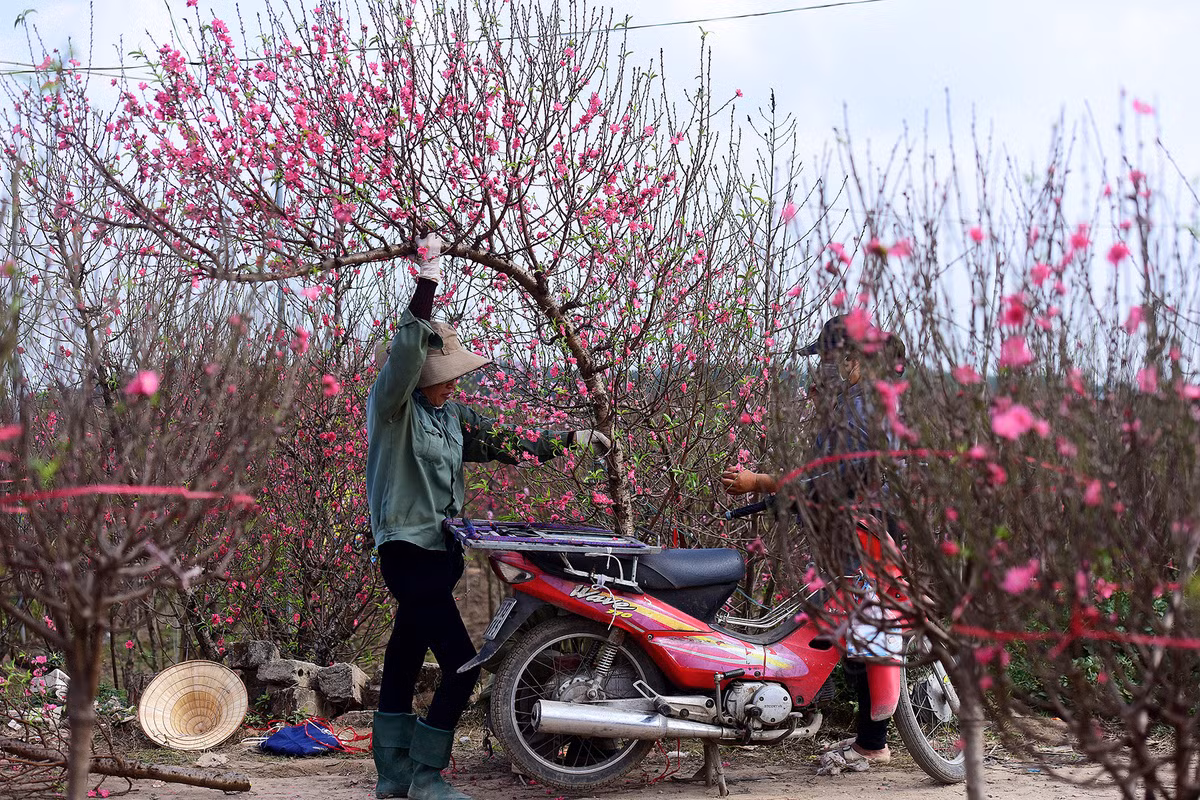 Nếu Thủ tướng chấp thuận phương án do Bộ Lao động - Thương binh và Xã hội đề xuất thì Tết Âm lịch 2025 người lao động sẽ được nghỉ 9 ngày. Ảnh minh họa: VietnamNet.