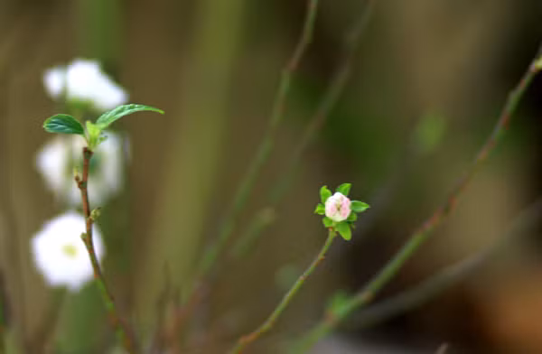 Nụ bạch mai duyên dáng phớt hồng