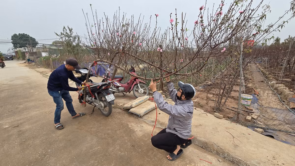 Nhờ nỗ lực “cứu cây”, các nhà vườn khẳng định thị trường vẫn đáp ứng đủ nhu cầu, tuy nhiên mức giá sẽ nhỉnh hơn so với mọi năm vì số lượng cung ứng ra thị trường có phần nào bị hạn chế.