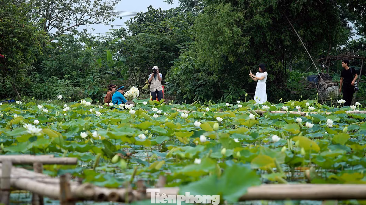 Sen trắng còn có tên gọi tao nhã là Bạch Liên, loài hoa sen mang vẻ đẹp thanh tao và tinh khiết. Hà Nội có nhiều đầm sen nổi tiếng, nhưng ở giữa bạt ngàn hoa sen trắng, ai cũng cảm nhận một sự khác biệt rõ rệt. Sen trắng còn có tên gọi tao nhã là Bạch Liên, loài hoa sen mang vẻ đẹp thanh tao và tinh khiết. Hà Nội có nhiều đầm sen nổi tiếng, nhưng ở giữa bạt ngàn hoa sen trắng, ai cũng cảm nhận một sự khác biệt rõ rệt.
