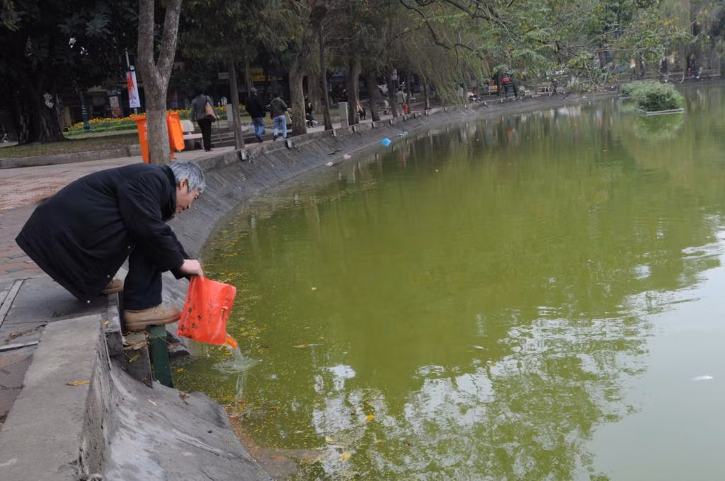 Các hồ ở Hà Nội ngập đầy cá