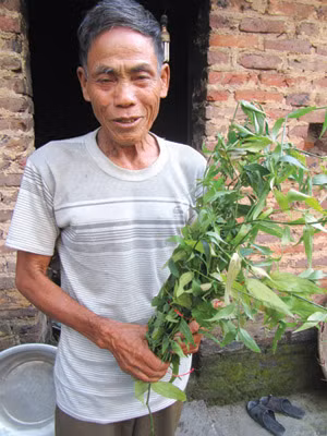 Ông Nguyễn Minh Chu giới thiệu lá thuốc trong bài thuốc trị sỏi thận