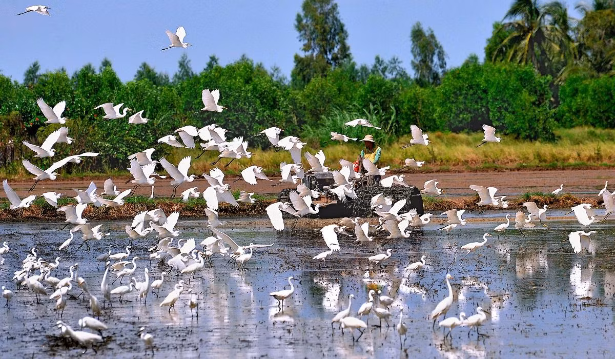 Hệ sinh thái vùng đất ngập mặn tại Kiên Giang qua ống kính của tác giả Nguyễn Đoàn Kết nhận giải khuyến khích.