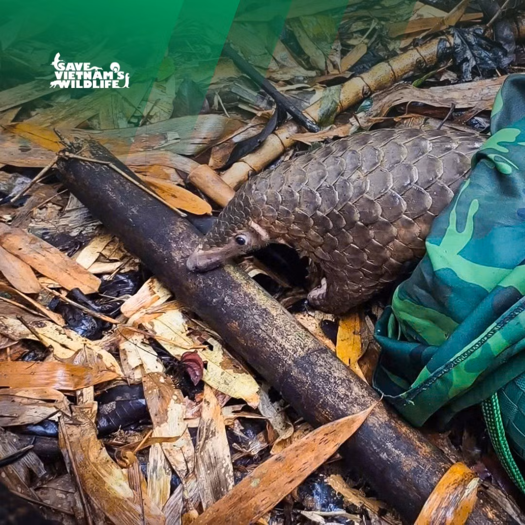 Một trong 12 cá thể Tê tê được tái thả lần này. Một trong 12 cá thể Tê tê được tái thả lần này.