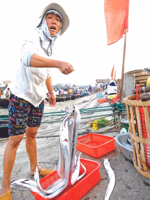 Cá hố được thu mua với giá cao ngay tại đảo Cù Lao Chàm