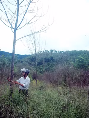 Cao su chết ngập từ ngày thủy điện Hương Điền tích nước, dân vẫn chưa nhận được sự bồi thường thỏa đáng. Ảnh: Ngọc Văn