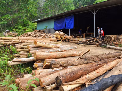 Sơ chế gỗ rừng trồng tại xưởng Cty Lan Chi