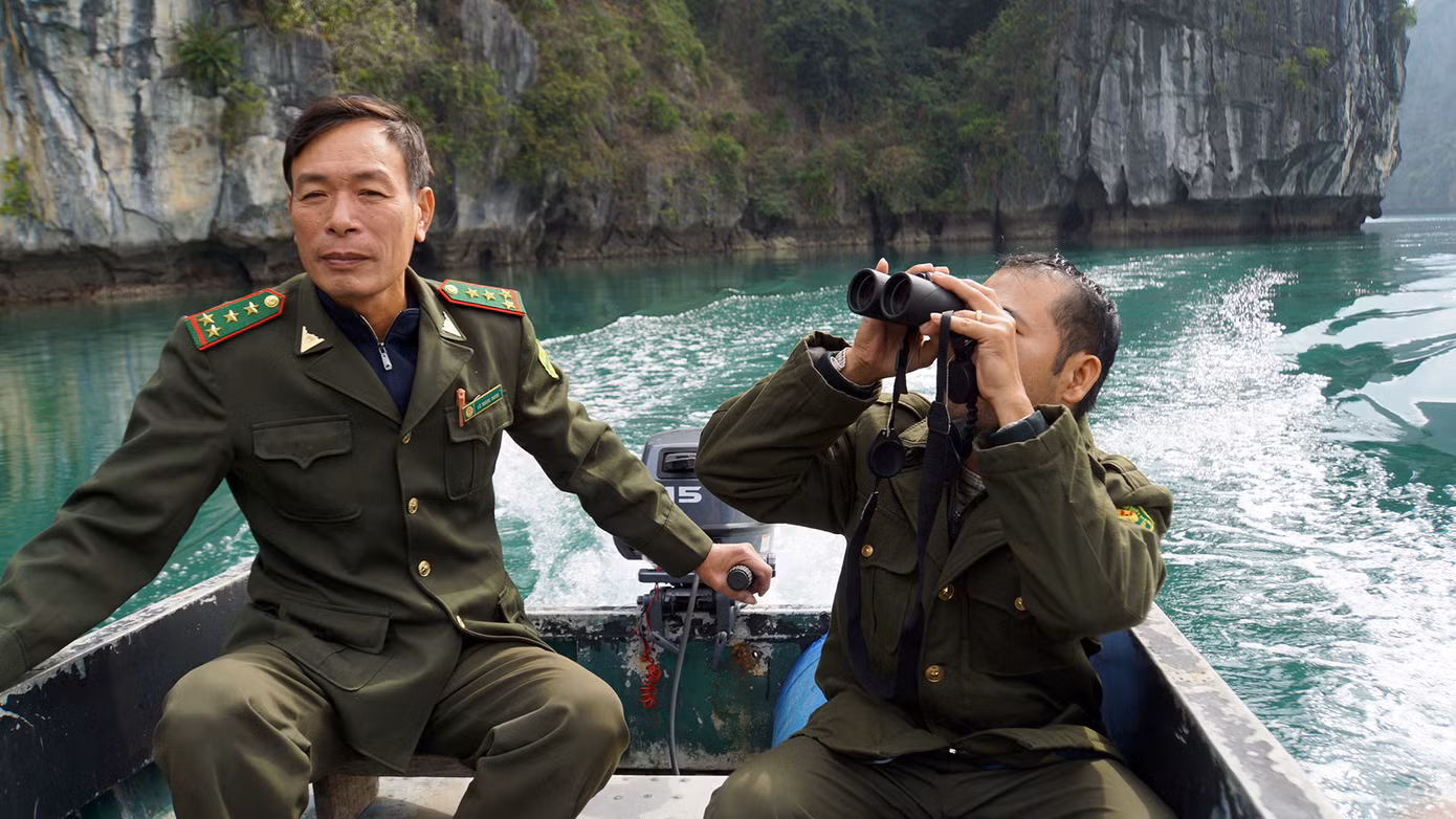 Loài voọc Cát Bà có thời điểm số lượng cá thể còn rất ít, nguy cơ tuyệt chủng rất cao. Sau một thời gian dài được các tổ chức trong nước và quốc tế chung tay bảo vệ, giám sát, theo dõi đến nay, số lượng cá thể Voọc Cát Bà tăng lên đáng kể, với khoảng hơn 80 cá thể.