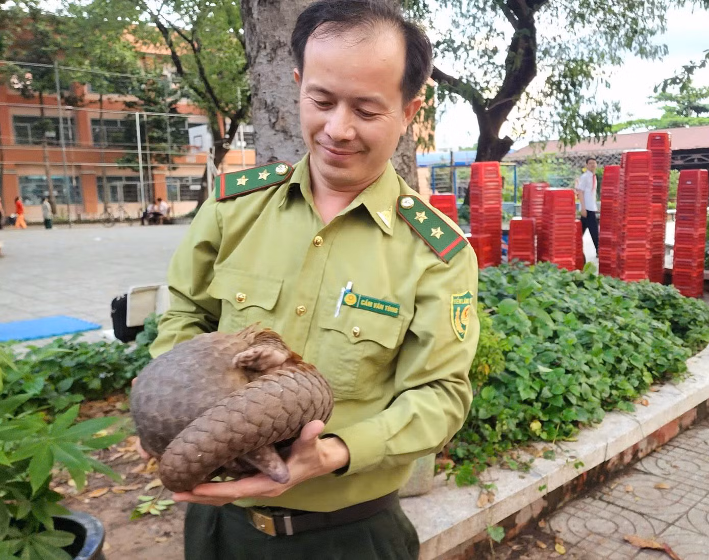 Con tê tê được phát hiện ở khu vực Trường THCS Nguyễn An Ninh (phường Trung Mỹ Tây, quận 12). Ảnh: A.X