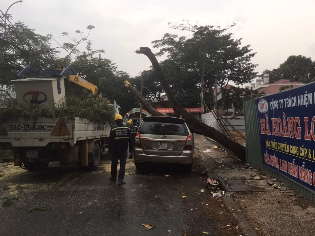 Cây xanh ngã đè bẹp ô tô trên phố Sài Gòn ảnh 2