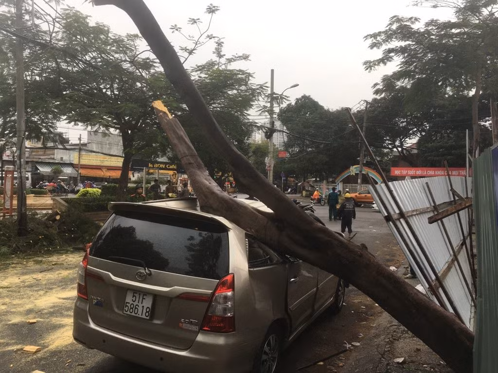 Cây xanh ngã đè bẹp ô tô trên phố Sài Gòn ảnh 1