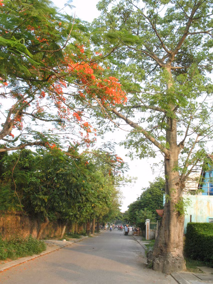 Cây bao báp ở đường Xuân 68. Ảnh: Thanh Tùng