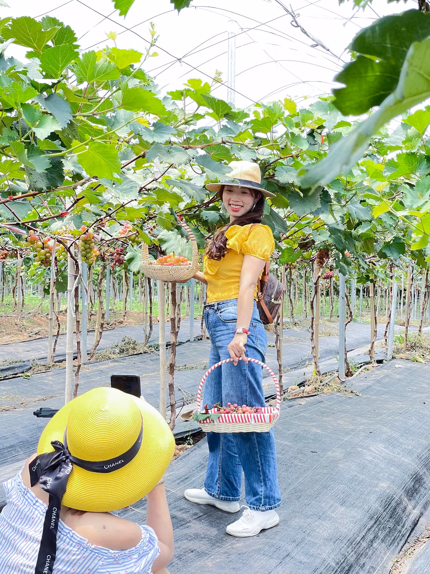 Khu nông trại hiện vẫn đang thu hút lượng khách lớn đến tham quan, trải nghiệm và thu hoạch.