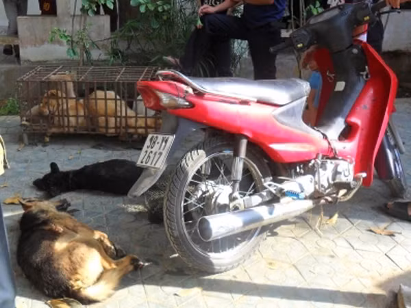 Tang vật bị thu giữ