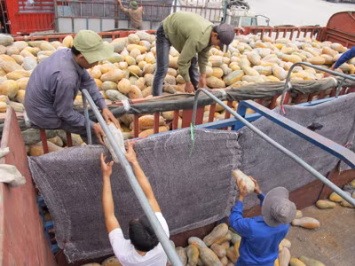 Bốc dỡ bí đao Trung Quốc tại cửa khẩu Lào Cai. Ảnh: Phạm Anh