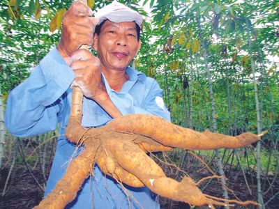 Ông Nguyễn Văn Sơn với rẫy sắn đến kỳ thu hoạch nhưng chưa biết bán cho ai 