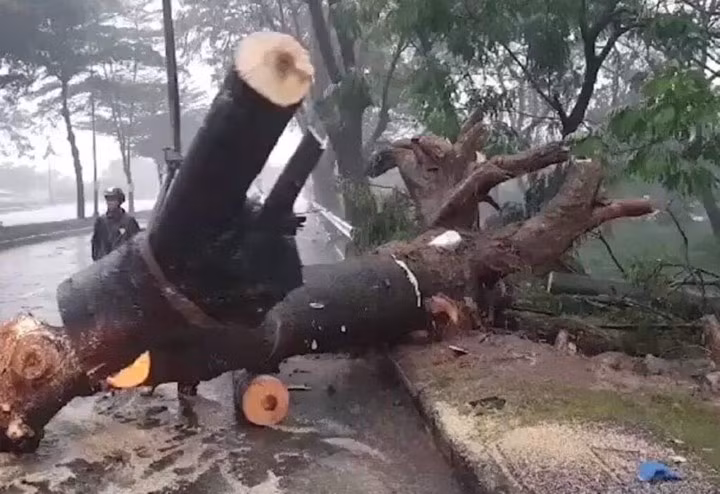 Sài Gòn mưa ngập nhiều nơi, cây đổ đè chết người ảnh 2