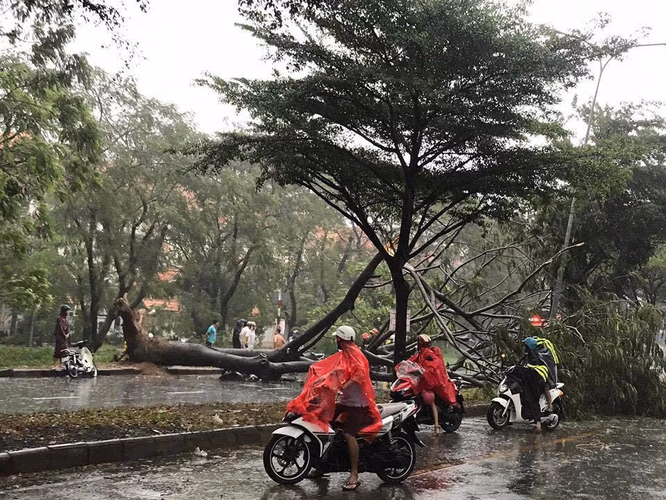 Sài Gòn mưa ngập nhiều nơi, cây đổ đè chết người ảnh 1
