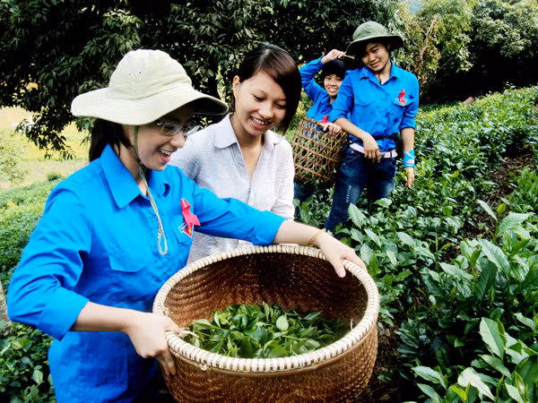 ĐVTN giúp đồng bào vùng cao thu hoạch chè Ảnh: H.Y. ĐVTN giúp đồng bào vùng cao thu hoạch chè Ảnh: H.Y