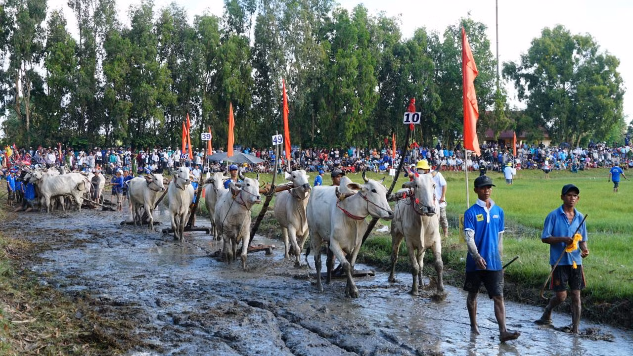 Năm nay, Lễ hội đua bò Bảy Núi được diễn ra sôi nổi tại sân đua bò xã Vĩnh Trung, huyện Tịnh Biên, tỉnh An Giang. Đây là hoạt động văn hoá, thể thao sôi nổi thiết thực hướng đến kỷ niệm 190 năm thành lập tỉnh An Giang và nhân dịp lễ Senl Dolta (lễ cúng ông bà) của dân tộc Khmer Nam Bộ (ngày lễ mang đậm dấu ấn văn hóa truyền thống dân gian của người dân tộc Khmer, đánh dấu thời gian bắt đầu cho vụ lúa mới).