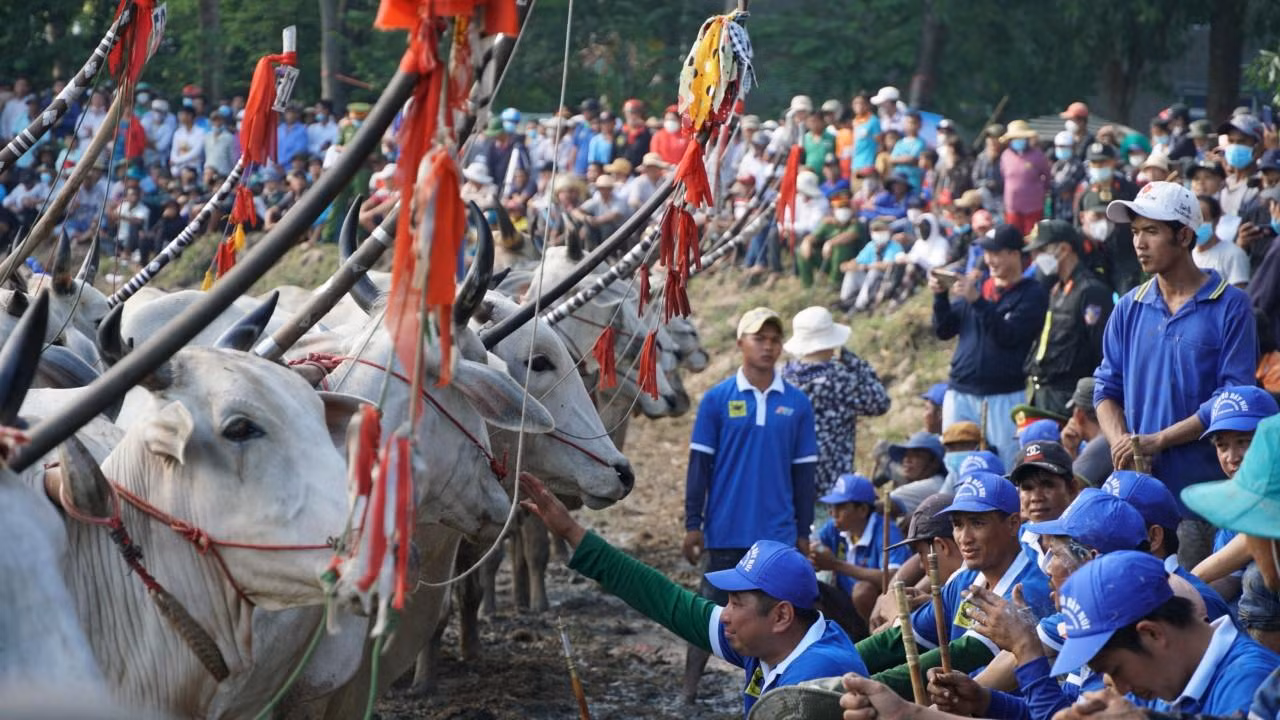Lễ hội đua bò Bảy Núi lần này có sự tham gia tranh tài của 56 đôi bò trong tỉnh An Giang. Trong đó, có 2 đôi bò đến từ huyện Giang Thành, tỉnh Kiên Giang.